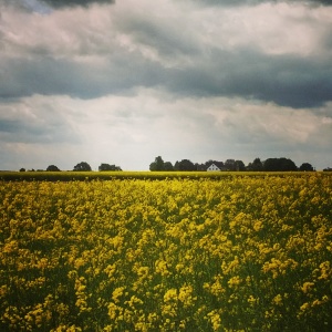 rapeseed fields